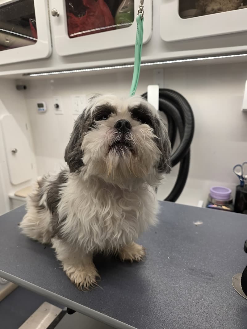 A scruffy tan shih-tzu standing on the grooming table inside the mobile grooming van