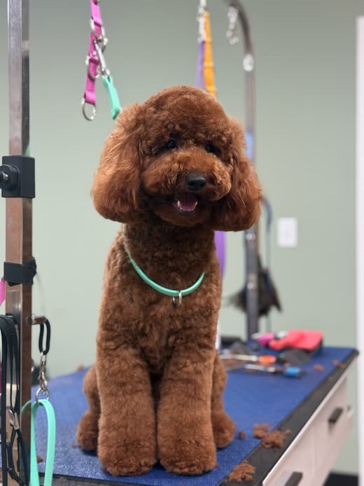 A freshly groomed apricot-red poodle sitting on a grooming table