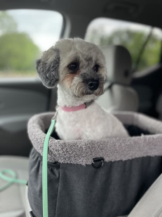 A groomed grey-and-white dog in a padded car booster seat, ready to go home